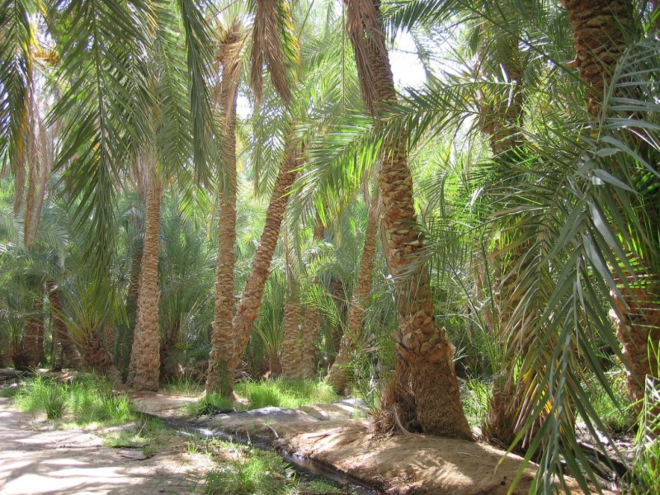 El Oasis de Farafra